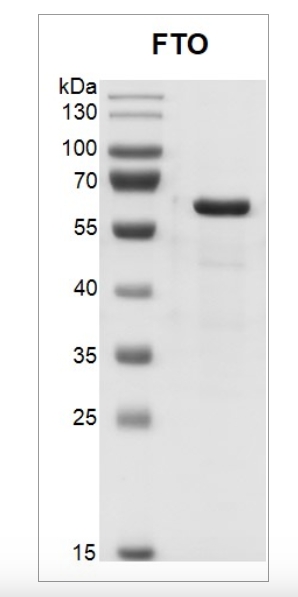Recombinant FTO protein, SDS-PAGE gel.
Recombinant FTO protein was run on an 8% SDS-PAGE gel and stained with Coomassie Blue.
MW: 60.4 kDa
Purity: > 95%